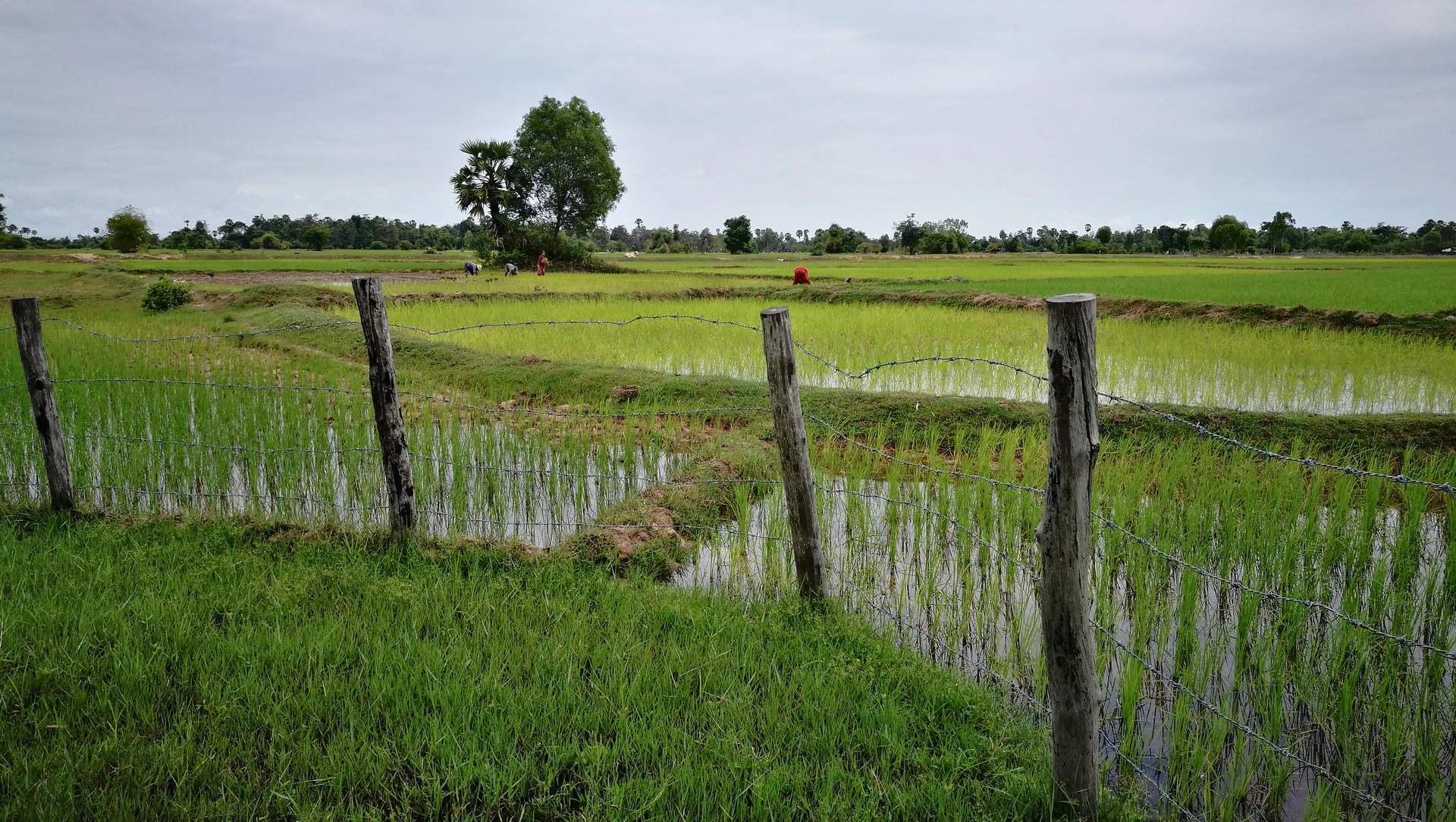 Rice field in Cambodia .