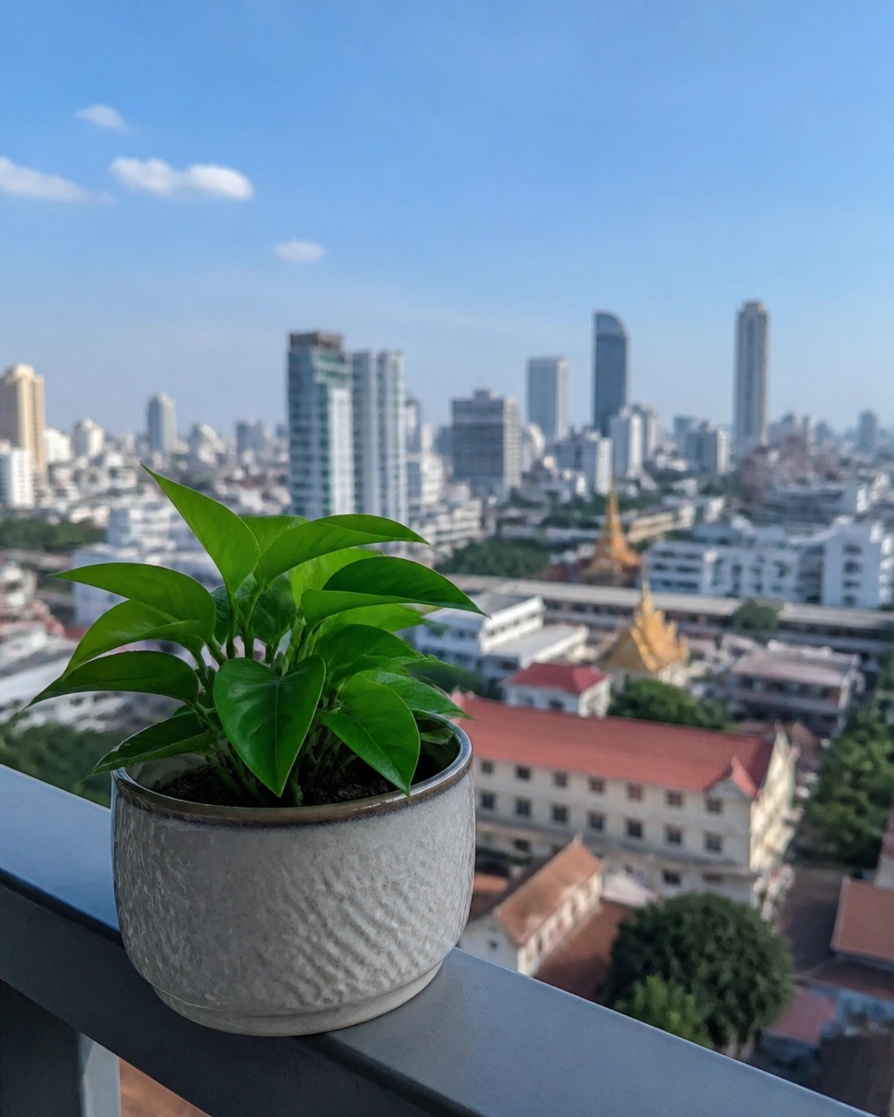 A small green plant growing on a balcony in Phnom Penh, symbolizing new life and Christian spiritual growth.