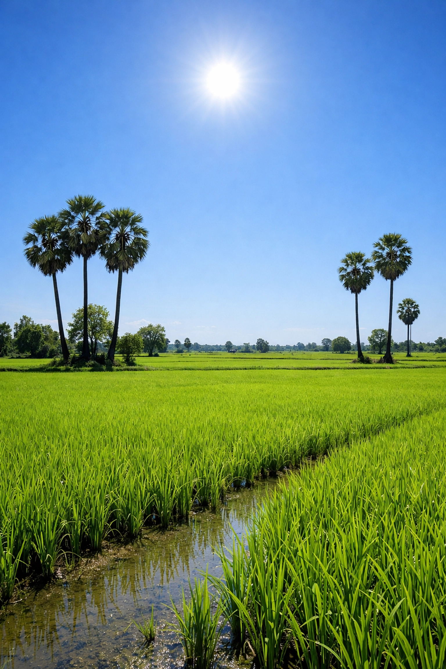 Christian spiritual growth and daily Christian encouragement shown through lush green rice fields in realistic midday rural Cambodia.