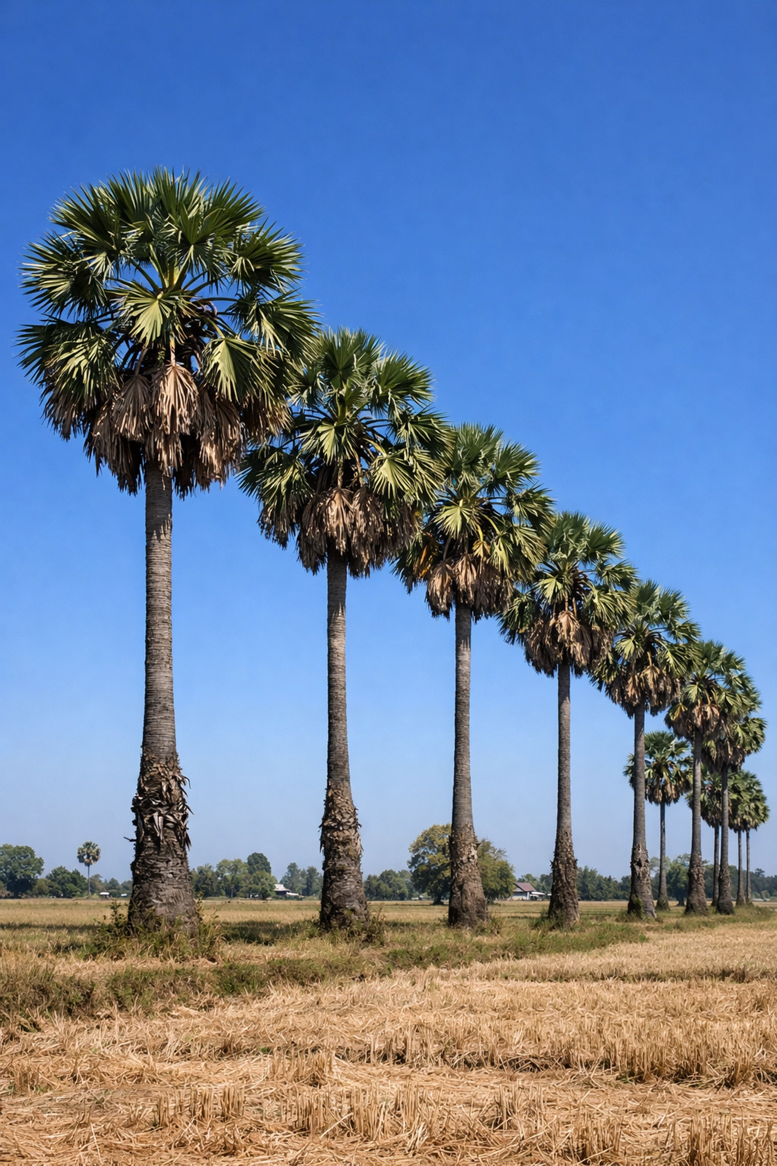 Daily Christian encouragement and christian spiritual growth shown through tall sugar palm trees under a realistic midday rural Cambodian sky.