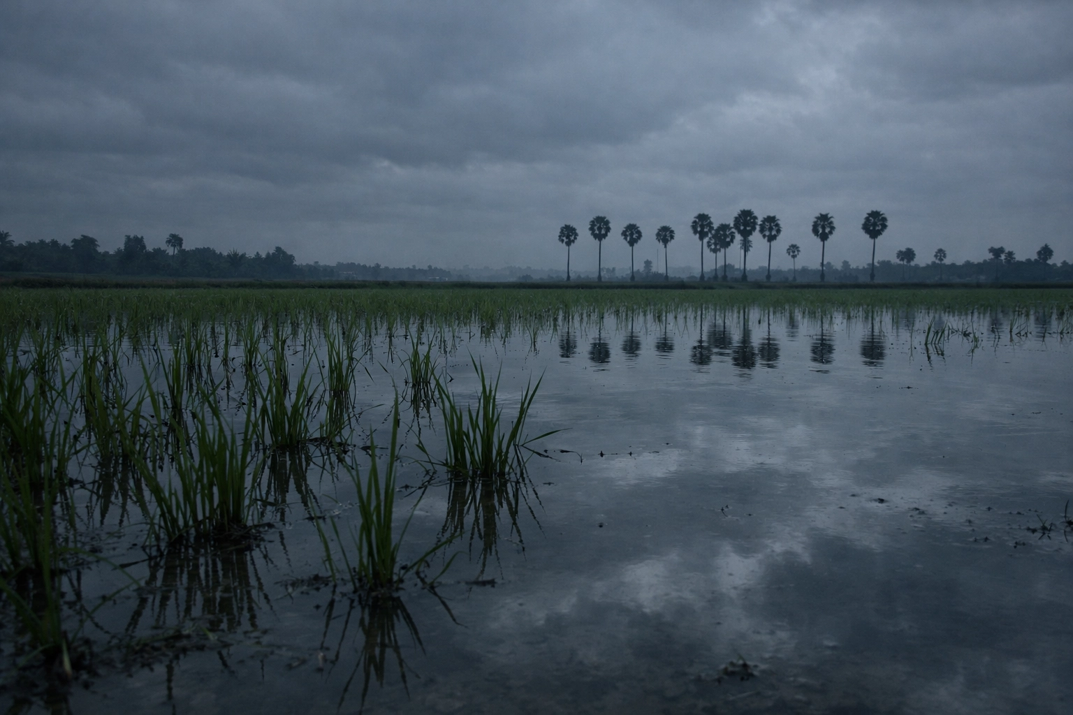 Early morning view of green rice fields near Phnom Penh Cambodia representing spiritual regeneration and new birth